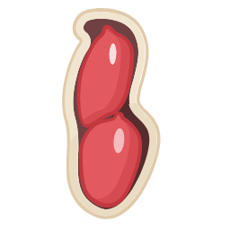 Peanut Icon, peanut,nut