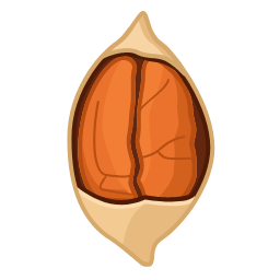 Pecan Icon, pecan,nut
