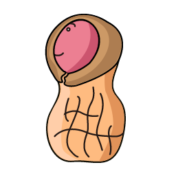 Peanut Icon, peanut,nut