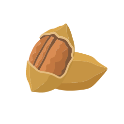 Pecan Icon, pecan,nut