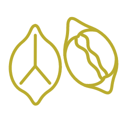 Pecan Icon, pecan,nut
