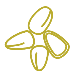Pine Nut Icon, pine nut,nut