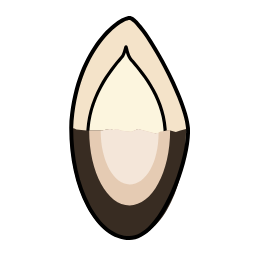 Watermelon Seed Icon, watermelon seed,snack