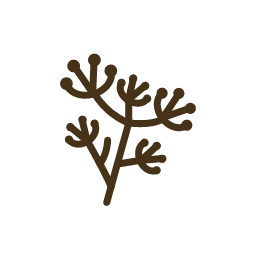 Fennel Icon, fennel,plant