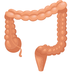 Large Intestine Icon, large intestine,digestive