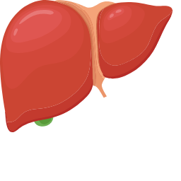 Liver Icon, liver,digestive