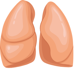 Lungs Icon, lungs,respiratory