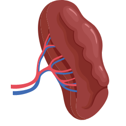 Spleen Icon, spleen,lymphatic