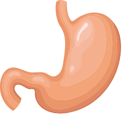 Stomach Icon, stomach,digestion