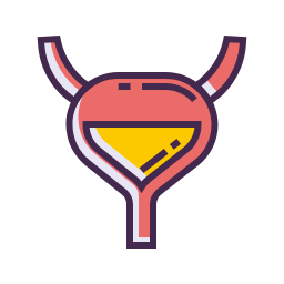 Bladder Icon, bladder,urology,organ