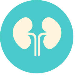 Kidney Icon, kidney,renal,anatomy