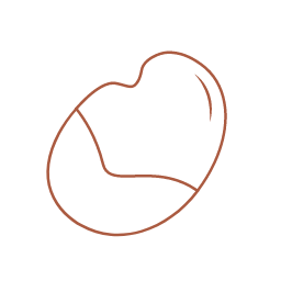 Orchid Bean Icon, orchid bean,nut