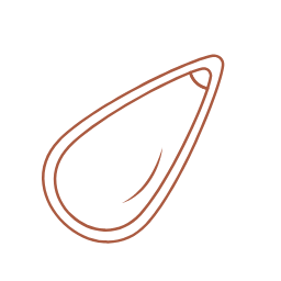 Pine Nut Icon, pine nut,nut