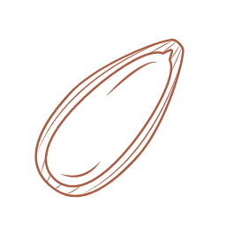 Sunflower Seed Icon, sunflower seed,nut
