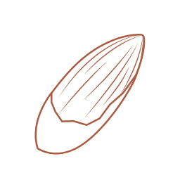 Torreya Nut Icon, torreya nut,nut
