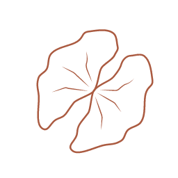 Walnut Icon, walnut,nut