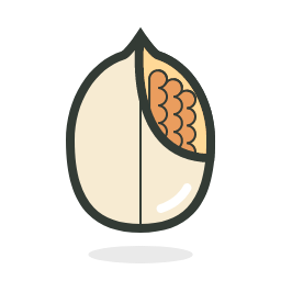 Pecan Nut Icon, pecan,nut