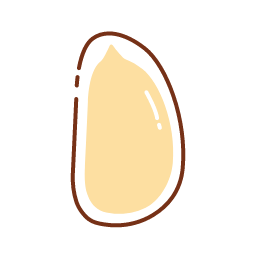 Pine Nut Icon, pine nut,nut