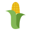 Corn Options Icon, corn,options,agriculture