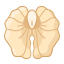 Walnut Kernel Icon, walnut kernel,nut