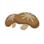 Dried Mushroom Icon, dried mushroom,fungus