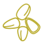 Pine Nut Icon, pine nut,nut