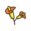 Zantedeschia Icon, Zantedeschia,flower