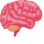 Brain Icon, brain,nervous