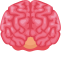 Frontal Brain Icon, brain,nervous
