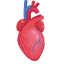 Heart Icon, circulatory,heart