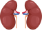 Kidneys Icon, excretory,kidneys