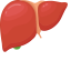 Liver Icon, digestive,liver