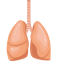 Lungs and Bronchi Icon, bronchi,lungs,respiratory