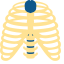Ribs Icon, ribs,skeletal