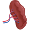 Spleen Icon, lymphatic,spleen