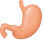 Stomach Icon, digestion,stomach