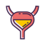 Bladder Icon, bladder,urology,organ