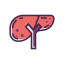 Liver Icon, hepatology,liver,organ