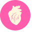 Heart Icon (Detailed) Icon, anatomy,cardiovascular,heart