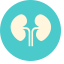 Kidney Icon, kidney,renal,anatomy