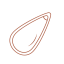 Pine Nut Icon, pine nut,nut