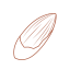 Torreya Nut Icon, torreya nut,nut