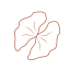 Walnut Icon, walnut,nut