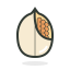 Pecan Nut Icon, nut,pecan
