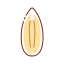 Hickory Nut Icon, hickory nut,nut
