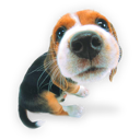 Puppy 1 Icon, Puppy 1,Dogs N Puppies,Animal