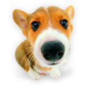 Puppy 10 Icon, Puppy 10,Dogs N Puppies,Animal