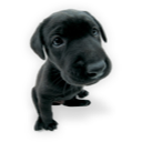 Puppy 2 Icon, Puppy 2,Dogs N Puppies,Animal