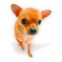 Puppy 3 Icon, Puppy 3,Dogs N Puppies,Animal