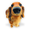 Puppy 4 Icon, Puppy 4,Dogs N Puppies,Animal